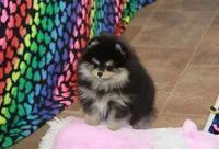 Carlisle, a male Pomeranian for sale in Bark River, MI – Photo 6 of 6