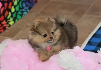 Posh, a female Pomeranian for sale in Bark River, MI – 4 of 6