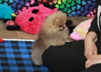 Skippy, a male Pomeranian for sale in Bark River, MI – 1 of 6