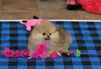 Skippy, a male Pomeranian for sale in Bark River, MI – 2 of 6