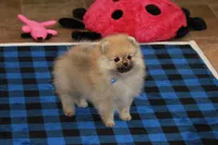 Nylo, a male Pomeranian for sale in Bark River, MI – Photo 3 of 6