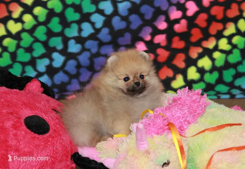 Nylo – Pomeranian puppy for sale in Bark River, MI