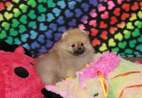 Nylo, a male Pomeranian for sale in Bark River, MI – Photo 1 of 6