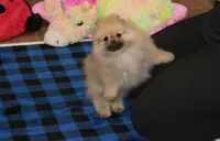 Nylo, a male Pomeranian for sale in Bark River, MI – Photo 4 of 6