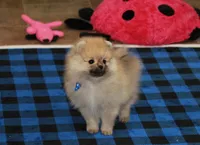 Nylo, a male Pomeranian for sale in Bark River, MI – Photo 2 of 6