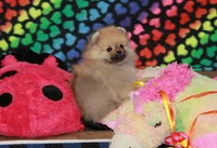 Nylo, a male Pomeranian for sale in Bark River, MI – Photo 5 of 6