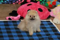 Nylo, a male Pomeranian for sale in Bark River, MI – Photo 6 of 6