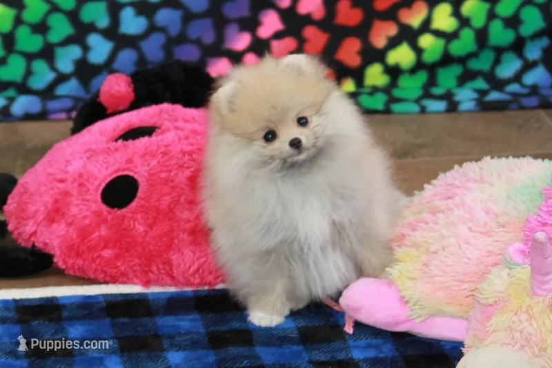 Nixon – Pomeranian puppy for sale in Bark River, MI