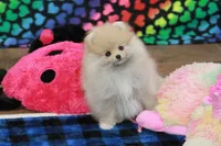 Nixon, a male Pomeranian for sale in Bark River, MI – Photo 1 of 6