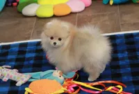 Nixon, a male Pomeranian for sale in Bark River, MI – Photo 5 of 6