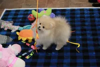 Nixon, a male Pomeranian for sale in Bark River, MI – Photo 4 of 6