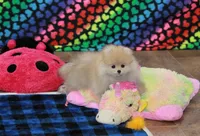 Nixon, a male Pomeranian for sale in Bark River, MI – Photo 2 of 6