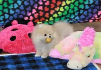 Nixon, a male Pomeranian for sale in Bark River, MI – Photo 6 of 6