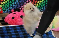 Nixon, a male Pomeranian for sale in Bark River, MI – Photo 3 of 6