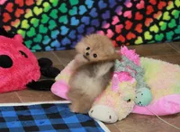 Skippy, a male Pomeranian for sale in Bark River, MI – 5 of 6