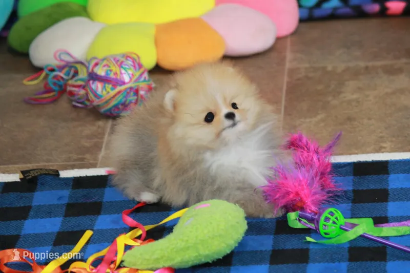 Remi – Pomeranian puppy for sale in Bark River, MI