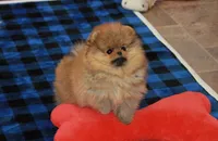 Aggie, a female Pomeranian for sale in Bark River, MI – Photo 6 of 6