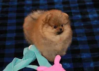 Aggie, a female Pomeranian for sale in Bark River, MI – Photo 2 of 6