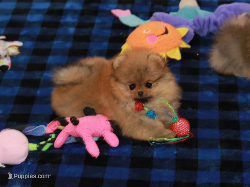 Aggie – Pomeranian puppy for sale in Bark River, MI