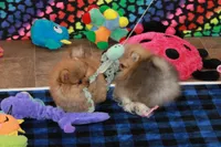 Aggie, a female Pomeranian for sale in Bark River, MI – Photo 5 of 6