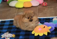 Aggie, a female Pomeranian for sale in Bark River, MI – Photo 3 of 6