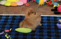 Aggie, a female Pomeranian for sale in Bark River, MI – Photo 4 of 6