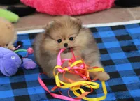 Pia, a female Pomeranian for sale in Bark River, MI – 3 of 6