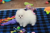 Wilks, a male Pomeranian for sale in Bark River, MI – Photo 3 of 6