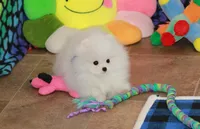 Wilks, a male Pomeranian for sale in Bark River, MI – Photo 6 of 6