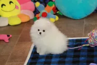 Wilks, a male Pomeranian for sale in Bark River, MI – Photo 5 of 6