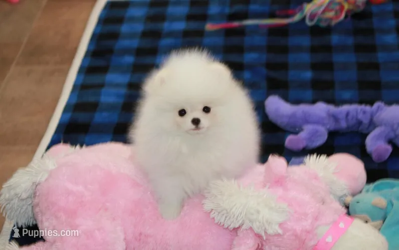 Wilks – Pomeranian puppy for sale in Bark River, MI