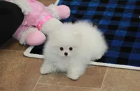 Wilks, a male Pomeranian for sale in Bark River, MI – Photo 2 of 6