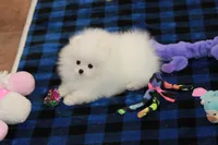 Wilks, a male Pomeranian for sale in Bark River, MI – Photo 4 of 6