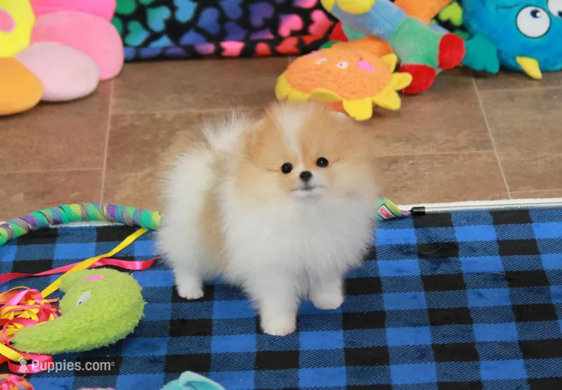 Roxi – Pomeranian puppy for sale in Bark River, MI