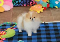 Roxi, a female Pomeranian for sale in Bark River, MI – 1 of 6
