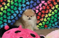 Camillla, a female Pomeranian for sale in Bark River, MI – 3 of 6