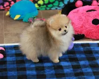 Camillla, a female Pomeranian for sale in Bark River, MI – 2 of 6