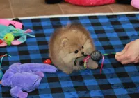 Skippy, a male Pomeranian for sale in Bark River, MI – 3 of 6