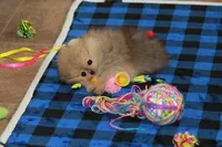 Skippy, a male Pomeranian for sale in Bark River, MI – 4 of 6