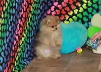 Skorpio, a male Pomeranian for sale in Bark River, MI – 1 of 7