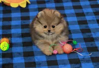 Posh, a female Pomeranian for sale in Bark River, MI – 3 of 6