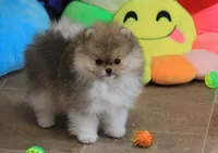 Franklin, a male Pomeranian for sale in Bark River, MI – Photo 2 of 6