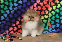 Franklin, a male Pomeranian for sale in Bark River, MI – Photo 6 of 6