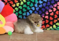 Franklin, a male Pomeranian for sale in Bark River, MI – Photo 3 of 6