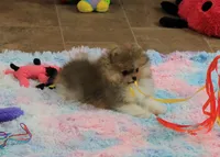 Franklin, a male Pomeranian for sale in Bark River, MI – Photo 5 of 6