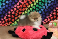 Franklin, a male Pomeranian for sale in Bark River, MI – Photo 1 of 6