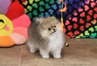 Franklin, a male Pomeranian for sale in Bark River, MI – Photo 4 of 6