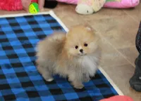 Remi, a female Pomeranian for sale in Bark River, MI – 3 of 6