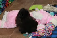 Olyvia, a female Pomeranian for sale in Bark River, MI – Photo 6 of 6