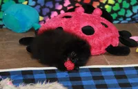 Olyvia, a female Pomeranian for sale in Bark River, MI – Photo 5 of 6